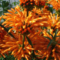 Bakker - Queue de lion - Leonotis leonurus - Plantes d'extérieur