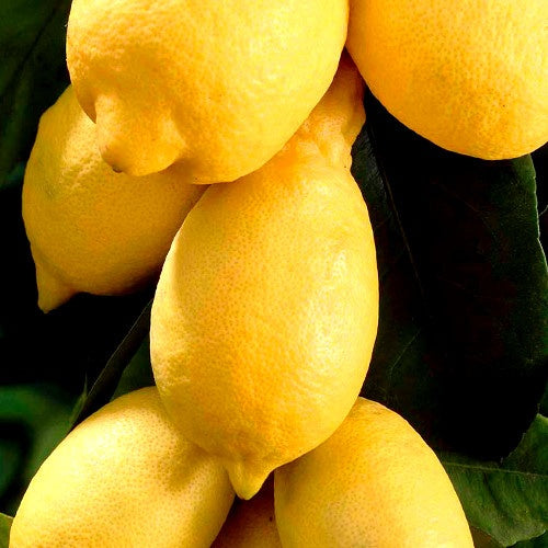 Citronnier - Citrus limon