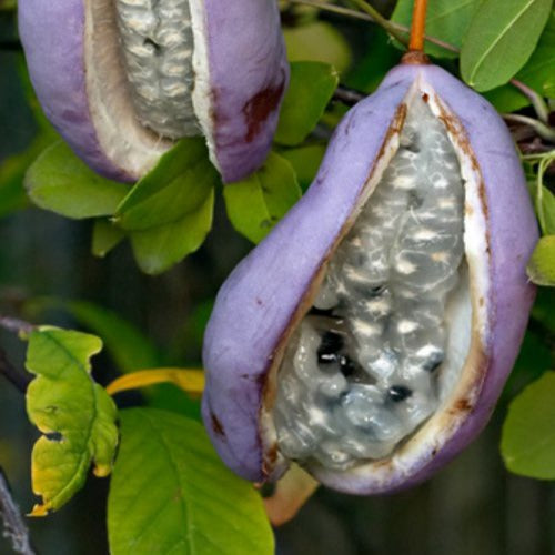 Akebia quinata - Akébie à cinq feuilles 'Quinata' - Plantes grimpantes