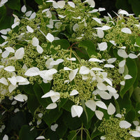 Vente Hortensia grimpant du Japon - Plantes grimpantes