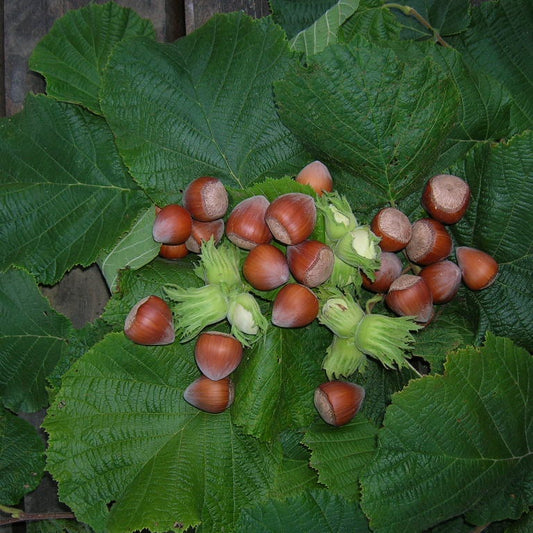 Noisetier Longue d'Espagne - Bakker