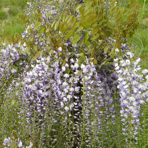 Wisteria sinensis 'caroline' - Glycine de Chine 'Caroline' - Glycine