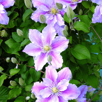 Bakker - Clématite 'Piilu' - Clematis patens Piilu - Plantes grimpantes