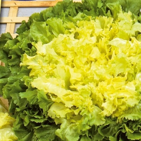 Chicorée scarole Eminence - Bakker