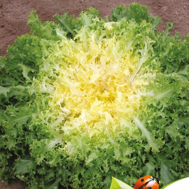 Chicorée frisée très fin - Myrna Bio - Bakker