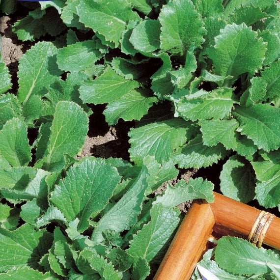 Bakker - Feuille de chou navet vert - Brassica rapa - Potager