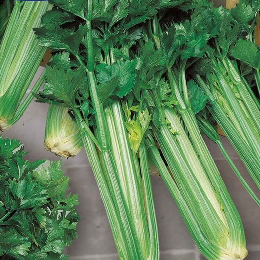 Céleri Green Sleeves - Bakker