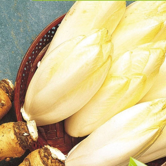 Chicorée Mechelse Middelvroeg Bio - Bakker