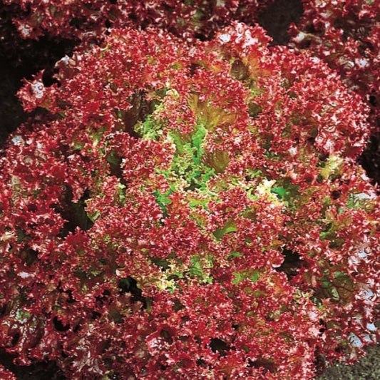 Laitue pommée frisée Lollo Rossa Bio - Bakker