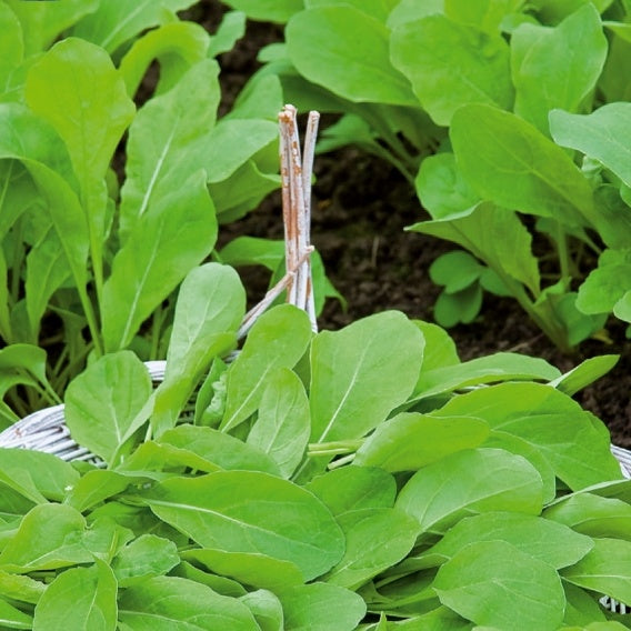 Bakker - Roquette Pronto - Eruca sativa pronto - Potager