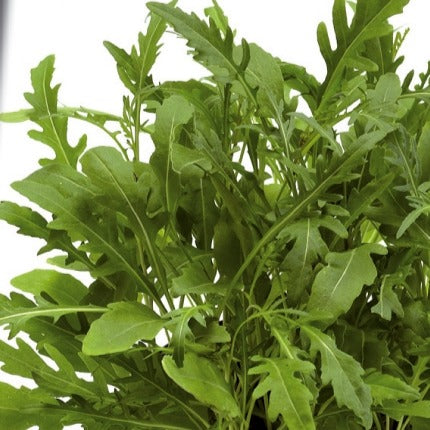Roquette sauvage Sylvetta - Wild Rocket - Bakker