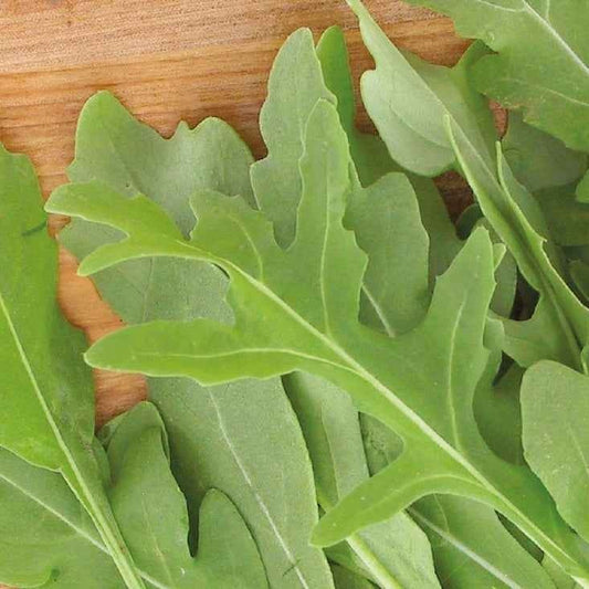 Roquette sauvage Rocky Wild Bio - Bakker