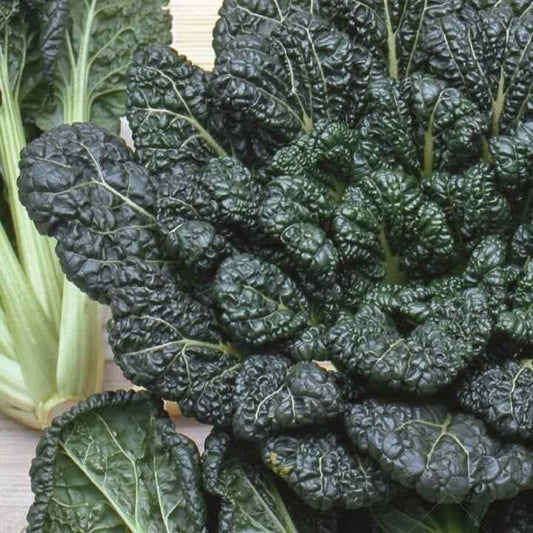 Choux chinois Tatsoi Bio - Bakker