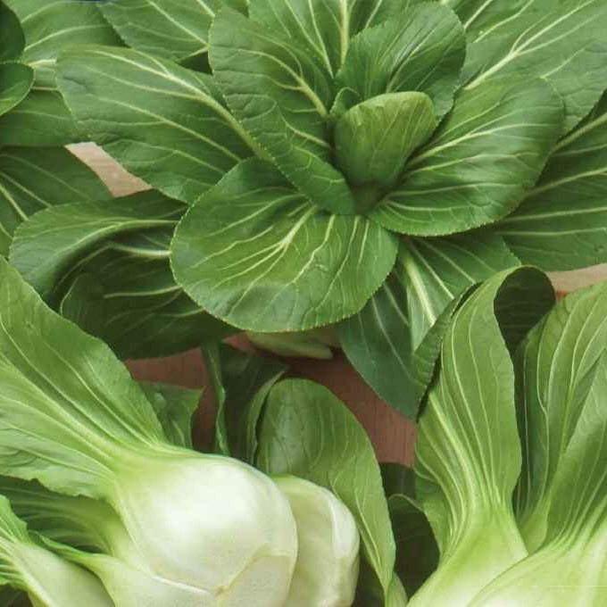 Vente Chou de Chine Pak-choi Green Fortune F1