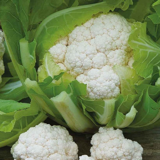 Chou-fleur d'hiver Walcheren Winter 5 - Bakker