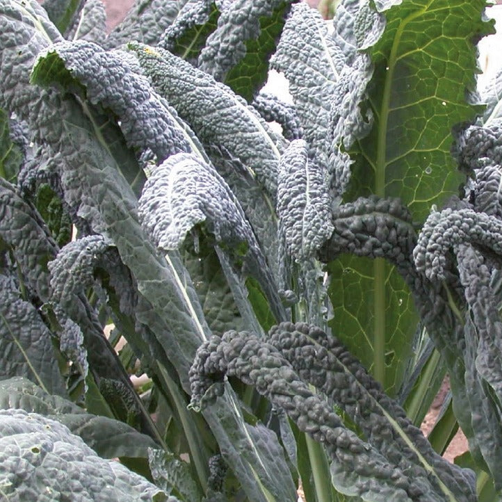 Chou palmier lancinate Nero di Toscana Bio - Brassica oleracea Nero di Toscana - Bakker