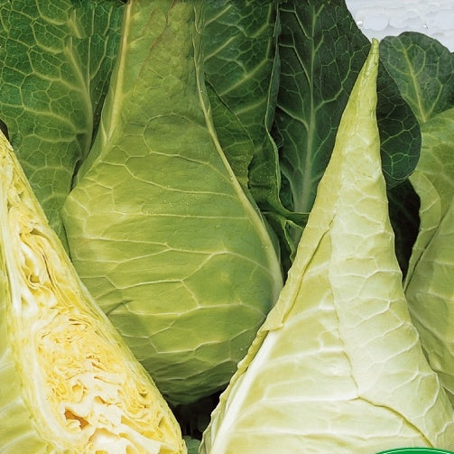 Chou cabus Express Filderkraut - Hilmar - Bakker