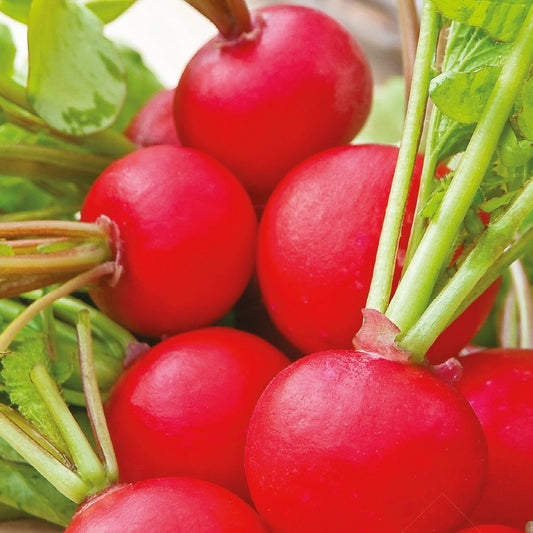 Radis rond Raxe Bio - Bakker