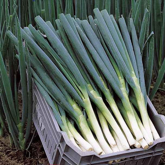 Ciboule Oignon tige Ishikura Long White - Bakker