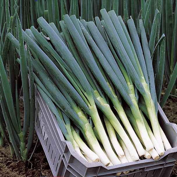 Vente Ciboule Oignon tige Ishikura Long White
