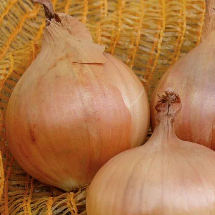 Oignon jaune Sturon Bio - Allium cepa sturon - Bakker