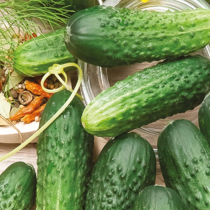 Cornichon Hokus Bio - Bakker