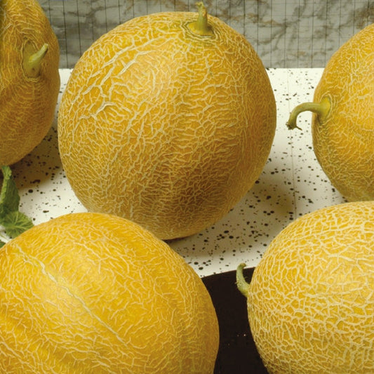 Melon sucrin Outdoor Wonder F1 - Bakker