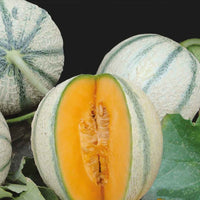 Melon charentais Artemi's F1 - Bakker.com | France