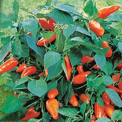 Bakker - Poivron pour pot Tangerine Dream F1 - Capsicum annuum tangerine dream f1 - Potager