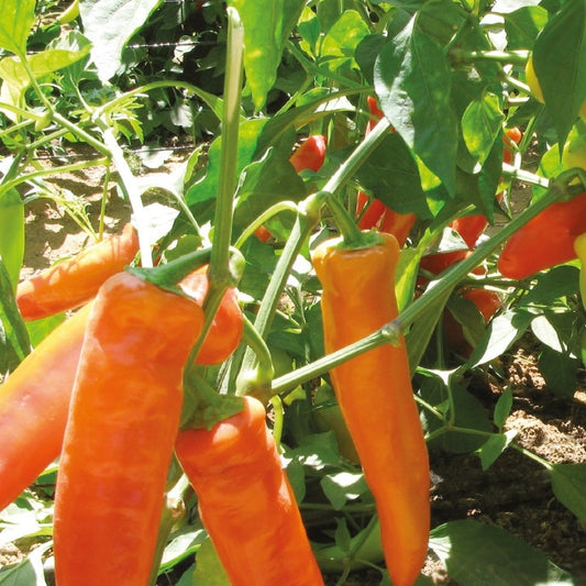 Piment Hungarian yellow hot wax Bio - Bakker