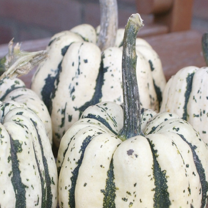 Potiron Sweet Dumpling Bio - Cucurbita maxima Sweet Dumpling - Bakker