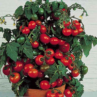 Tomate-cerise pour pot Minibel - Bakker.com | France
