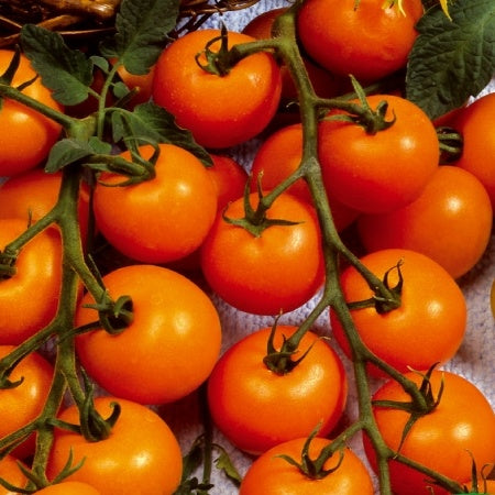 Tomate-cerise Sungold F1 - Bakker