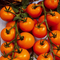 Collection tomates cerises - Collection de Tomates cerises - Graines de tomates