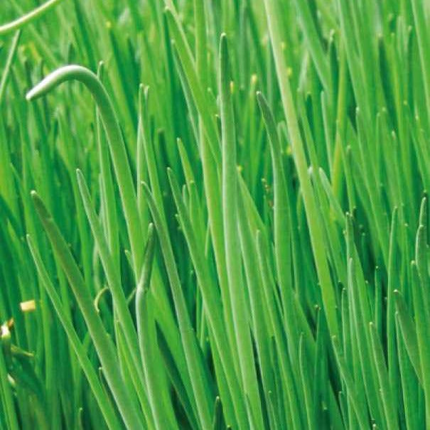 Allium schoenoprasum - Ciboulette