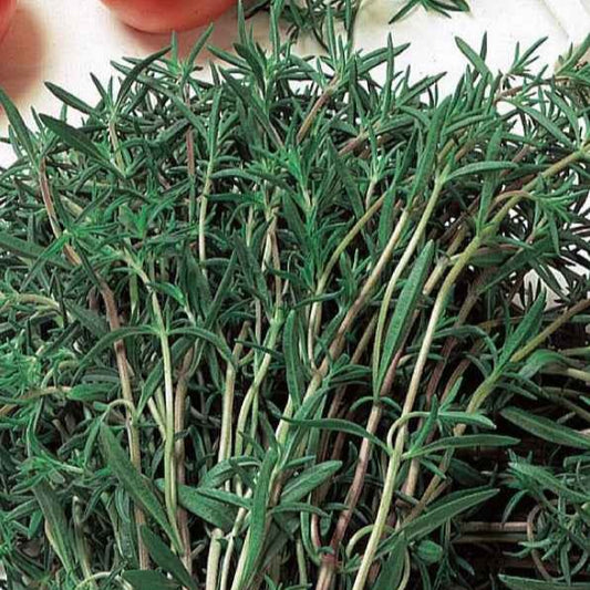 Sarriette commune Bio - Bakker