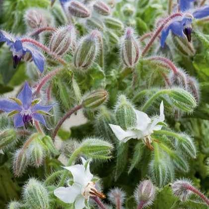 Bourrache Bleu et Blanche - Bakker.com | France