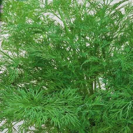 Aneth Bouquet Compatto - Bakker