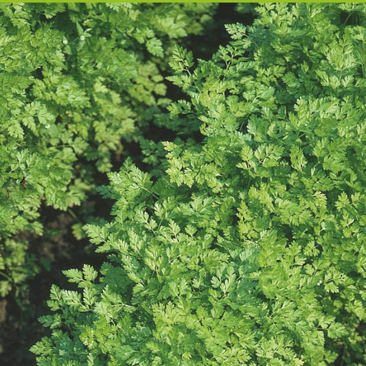 Bakker - Cerfeuil à feuilles plates Massa Bio - Anthriscus cerefolium massa - Potager
