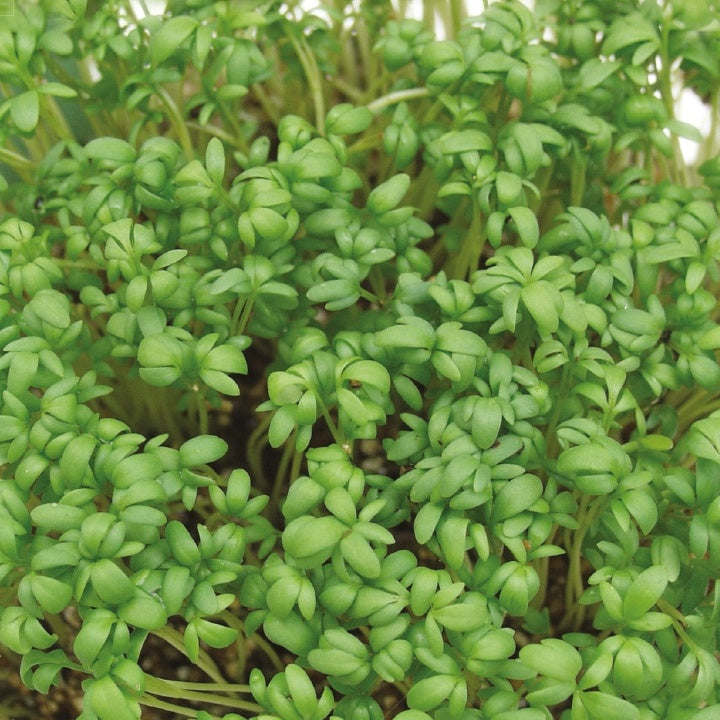 Lepidium sativum - Cresson alénois commun Bio - Graines de salades