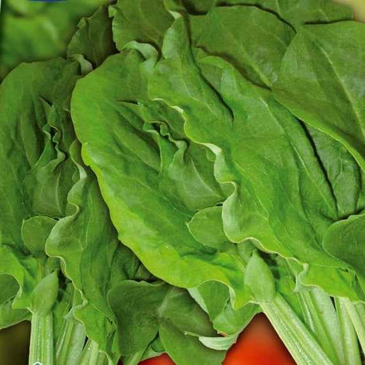 Oseille sauvage Green de Belleville - Bakker