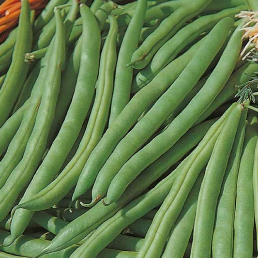 Haricot nain Speedy Bio - Bakker