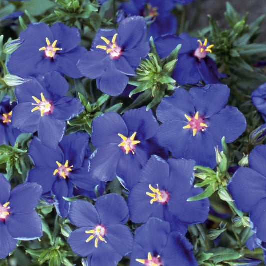 Bakker - Mouron à grandes fleurs Blue Noon - Anagallis monelli ssp linifolia - Potager