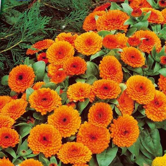 Souci double Orange Gitana - Bakker