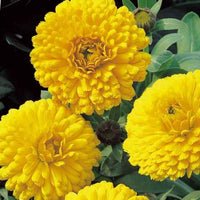 Souci double Golden Yellow - Bakker.com | France