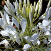Bakker - Cléome épineux White Queen - Cleome spinosa white queen - Potager