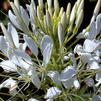 Bakker - Cléome épineux White Queen - Cleome spinosa white queen - Potager