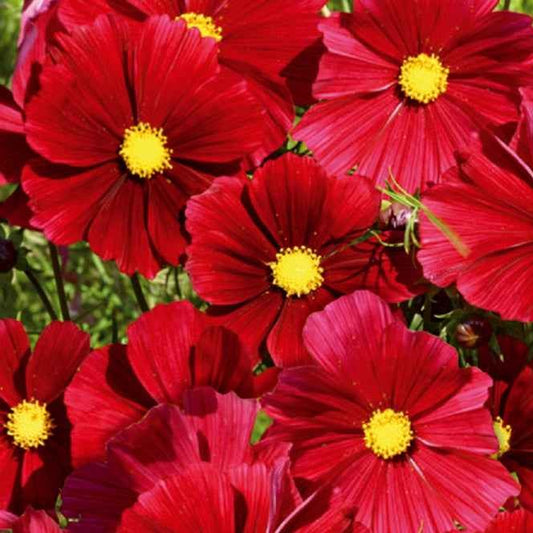 Cosmos bipinné à grande fleur Rubenza - Bakker