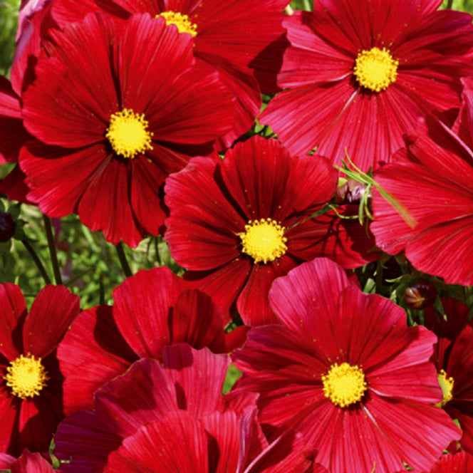 Cosmos bipinné à grande fleur Rubenza - Bakker