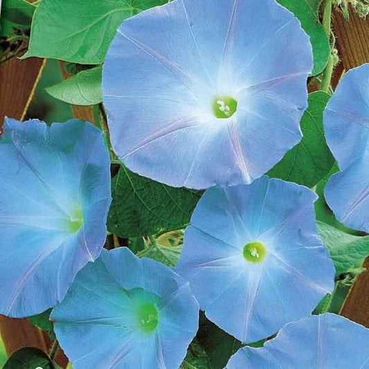 Ipomée à grandes fleurs Heavenly Blue - Bakker.com | France